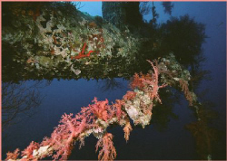 coral growing fast on the Ceder Pride wreck by Ran Marom 